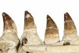 Mosasaur (Prognathodon) Jaw with Seven Teeth - Morocco #259676-1